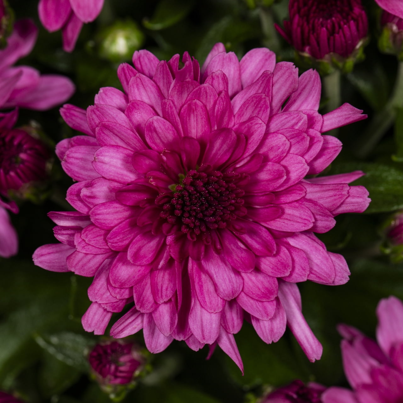 Better Homes & Gardens 2.5G Pink Garden Chrysanthemum Plant Decorative Basket Sun