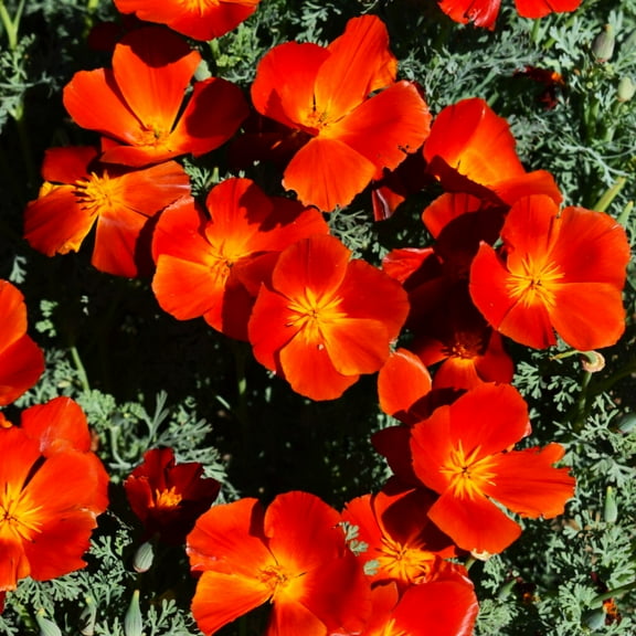 TomorrowSeeds - Red Chief California Poppy Seeds - 4000  Count - For 2026 Planting Scarlet Flanders