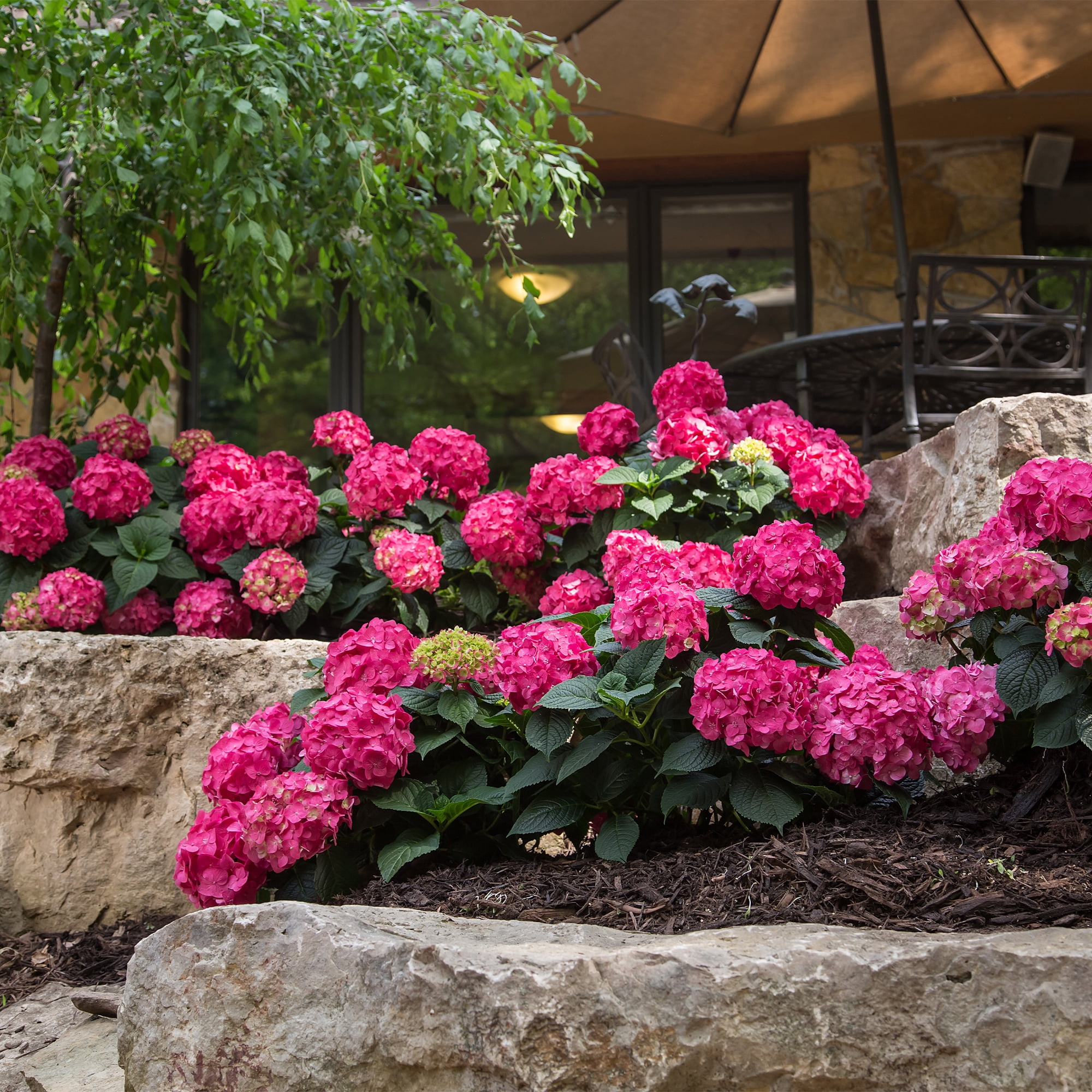 Endless Summer Summer Crush Reblooming Hydrangea Live Shrub in 1-Gallon Grower Pot