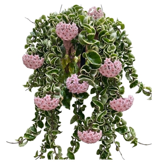 Hoya Hindu Rope Starter Plant, 4-8 In, Bright Indirect Light, Vining Houseplant, Ships Without Pot