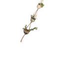 thumbnail image 2 of Colgador de plantas Monstrate Macramé Vintage para interiores y exteriores marrón 177cm, 2 of 6