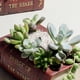 thumbnail image 4 of Macetas suculentas Macetas para plantas de cactus Mini macetas con forma de libro, para en interiores y exteriores, 4 of 8