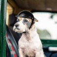 thumbnail image 3 of Dog Helmet Goggles Set Pet Helmet Sunglasses Dogs Adjustable Dog Motorcycle Safety Hat s202412247261, 3 of 5