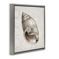thumbnail image 2 of Stupell Industries Traditional Seashell over Vintage Map Gray Floating Frame Canvas Art, 18 x 18, by Conrad Knutsen, 2 of 7