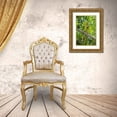 thumbnail image 3 of Welling, Dave 23x32 Gold Ornate Wood Framed with Double Matting Museum Art Print Titled - Mexico, Tamaulipas Pair of green parakeets preen, 3 of 4