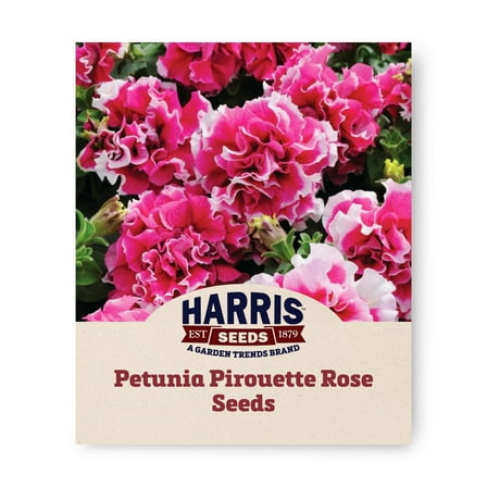 Harris Seeds - Petunia Seeds - Pirouette Rose F1 Variety - Annual Flowers - 250 Seeds