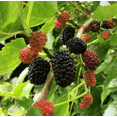 thumbnail image 2 of Dwarf Everbearing Mulberry Plant Live for Planting, Mulberry Fruit Tree Live Plant, Mulberry Seedlings, 5-9 Inch Tall, 2 of 8