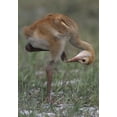 thumbnail image 2 of Williams, Joanne 14x18 White Modern Wood Framed Museum Art Print Titled - FL, Lake Kissimmee Sandhill crane chick, 2 of 4