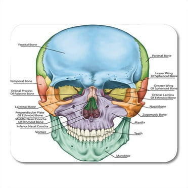 SIDONKU The Bones of Cranium Head Skull Individual and Their Mousepad Mouse Pad Mouse Mat 9x10 inch