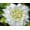 1 Plant, variant on Clematis Dutchess of Edinburgh - Live Plant in a 4 Inch Growers Pot - Clematis 'Dutchess of Edinburgh' - Starter Plants Ready for The Garden - Beautiful White Bloom Flowering Vine