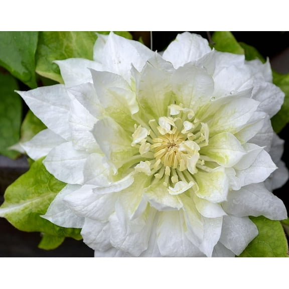 Clematis Dutchess of Edinburgh - Live Plant in a 4 Inch Growers Pot - Clematis 'Dutchess of Edinburgh' - Starter Plants Ready for The Garden - Beautiful White Bloom Flowering Vine