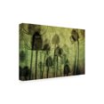 thumbnail image 4 of Canvas Wall Art - Katarina Holmstrom 'Wild Teasel' Wall Art for Living Room, Bedroom, or Office Décor by Trademark Fine Art - 24 x 16 Inches, 4 of 4