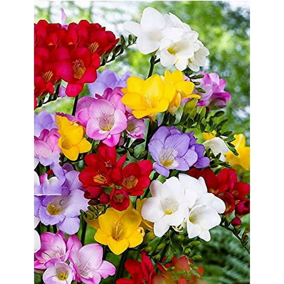 Mixed Freesia Bulbs Freesia Bulbs for Planting Double Spring Planting Indoors Freesia Bulbs for Spring Planting