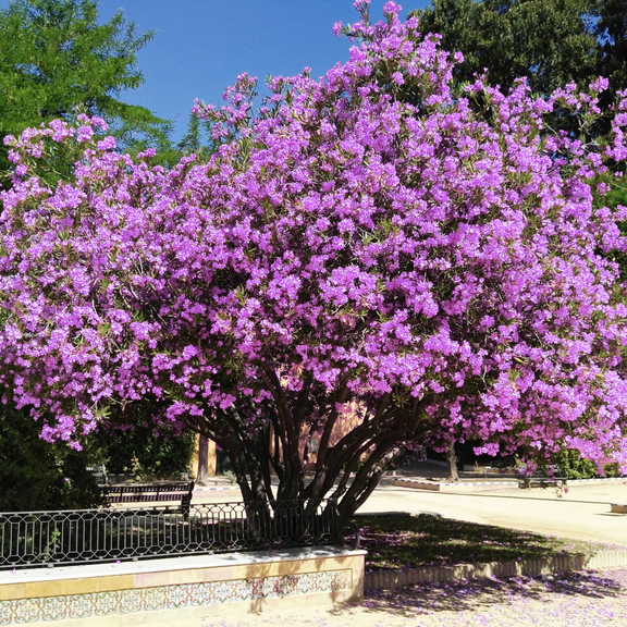 Common Lilac Live Plant for Planting, Fragrant Purple Flowers from 4-7 Inch