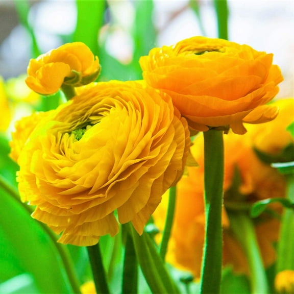 Easy to Grow Ranunculus Yellow 10 Buttercup Plant Bulbs Spring Flowers