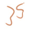 thumbnail image 3 of 20 Pcs / Box Strong Fishy Fishing Worm Soft Clam Worms Bass Fishing, 3 of 7