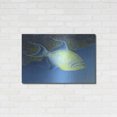 thumbnail image 3 of Luxe Metal Art 'Trigger Fish' by Durwood Coffey, Metal Wall Art, 36"x24", 3 of 9