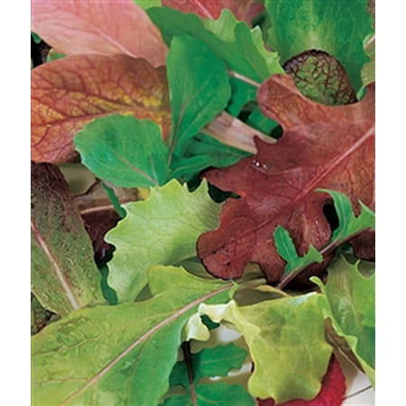 Lettuce Mesclun Blend Seed Heirloom - 1 Packet (Best Way To Germinate Lettuce Seeds)