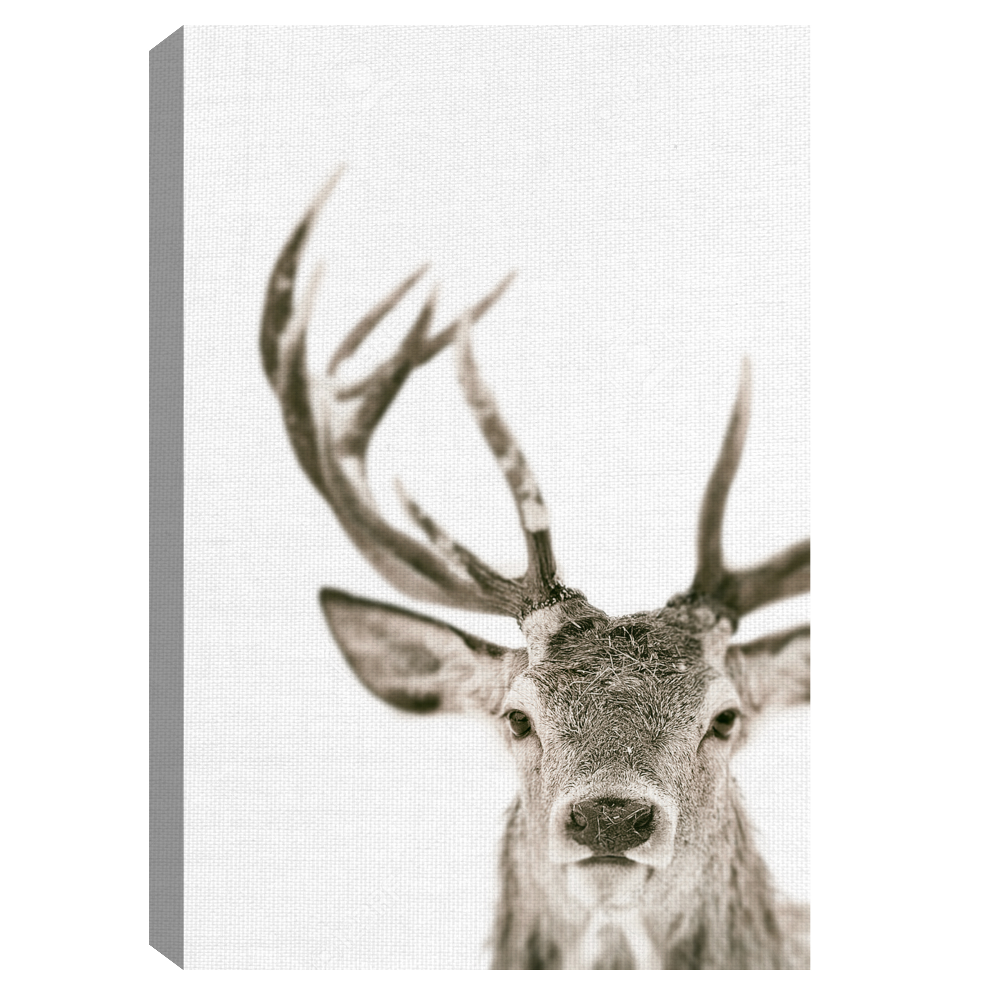 Fine Art Canvas Ciervo 1 Buck by The Studio Canvas Art Print