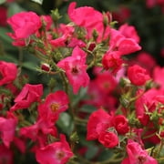 Heirloom Roses - Vif Eclat Hybrid Musk Rose Plant
