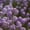 Blue, variant on Alyssum Wonderland Series Flower Garden Seeds: Deep Purple - Approx 5000 Seeds - Annual - Lobularia maritima