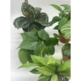 thumbnail image 4 of Premium Indoor Foliage Assortment, 5 Different Leafy House Plants in 4 inch pots, 4 of 9