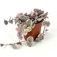 thumbnail image 3 of Variegated String of Hearts Ceropegia Woodii Variegata Rare Succulents Houseplants, 3 of 3