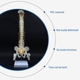 thumbnail image 3 of 3X Columna Vertebral de 45 cm con Modelo PéLvico, Modelo AnatóMico Humano de la Columna Vertebral, Modelo de Columna Vertebral + Soporte Fexible, 3 of 5