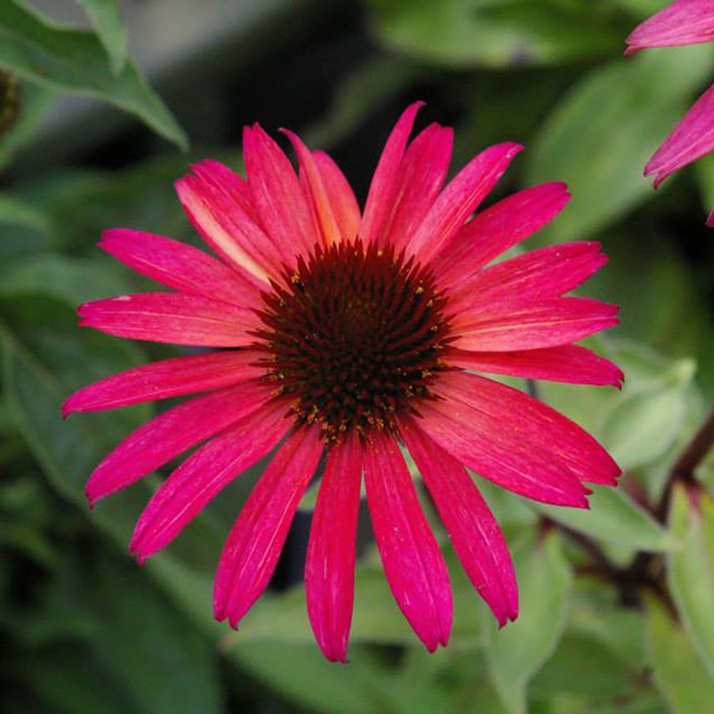 Big Sky™ Solar Flare Coneflower Perennial Echinacea Live Plant 4