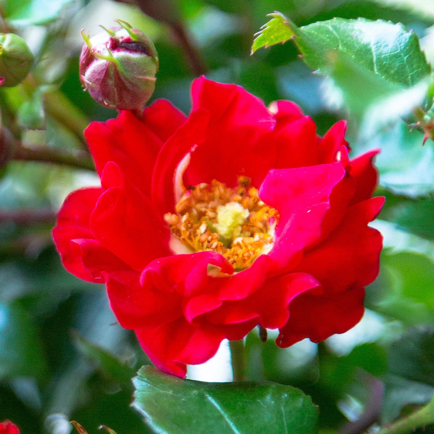 Southern Living - It's A Breeze Rose in 2-Gallon Grower Pot - Live Groundcover Shrub with Red Flowers