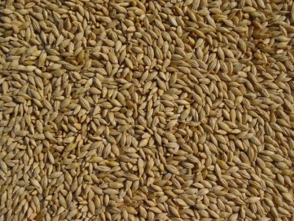 Barley 18 Lbs, Unhulled Barley (Hull Intact), Joseph's Grainery Whole Grain Barley, Non-GMO, Kosher Certified
