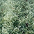 thumbnail image 2 of Expert Gardener Carolina Sapphire Arizona Cypress (2.5 Gallon) Evergreen Tree with Blue-Grey Foliage - Full Sun, 2 of 7
