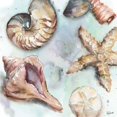 thumbnail image 2 of Watercolor Shell Toss II Poster Print by  Tre Sorelle Studios, 2 of 2
