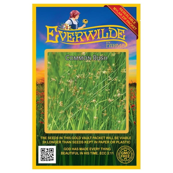 Everwilde Farms - 2000 Common Rush Native Grass Seeds - Gold Vault Seed Packet