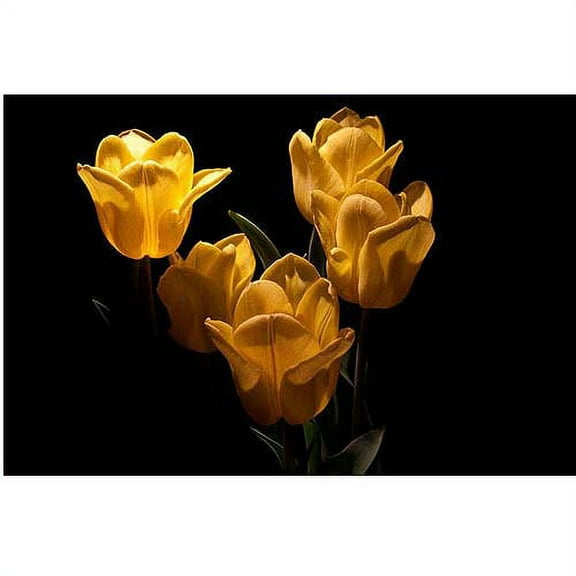 Trademark Fine Art "Yellow Blooms V" Canvas Art by Martha Guerra, 16x24