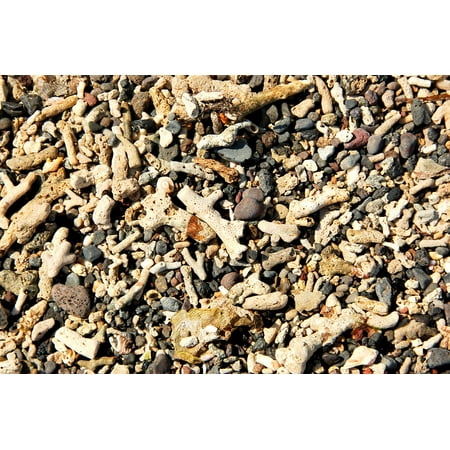 24 Coral Shell - LAMINATED POSTER Bali Coral Shells Sea Poster Print 24 x 36