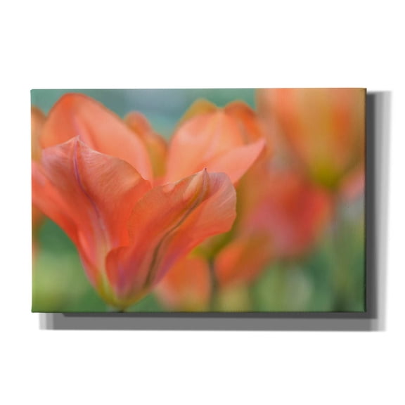 Epic Graffiti 'Orange Wings Tuilps' by Cora Niele, Canvas Wall Art, 60"x40"
