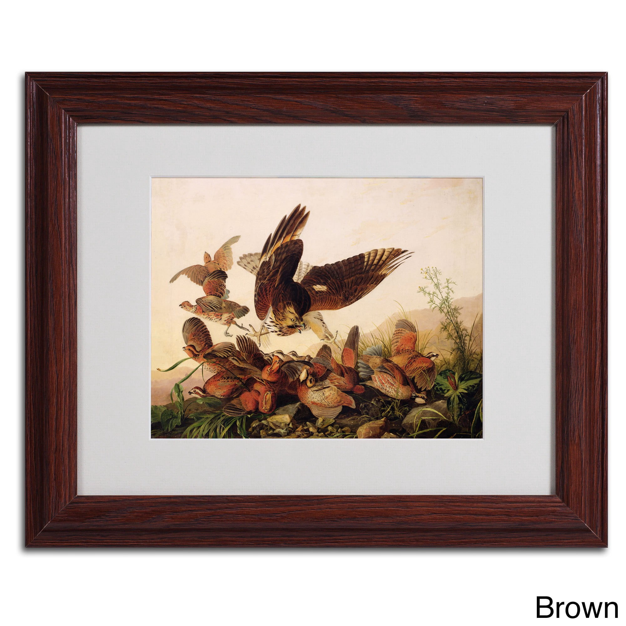 Trademark Fine Art "Red-Shouldered Hawk" Canvas Art by John James Audubon, Wood Frame