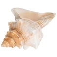 thumbnail image 4 of Giant Conch Shell Striped Decorative Vase Filler for and Photo Prop Multi, 4 of 7