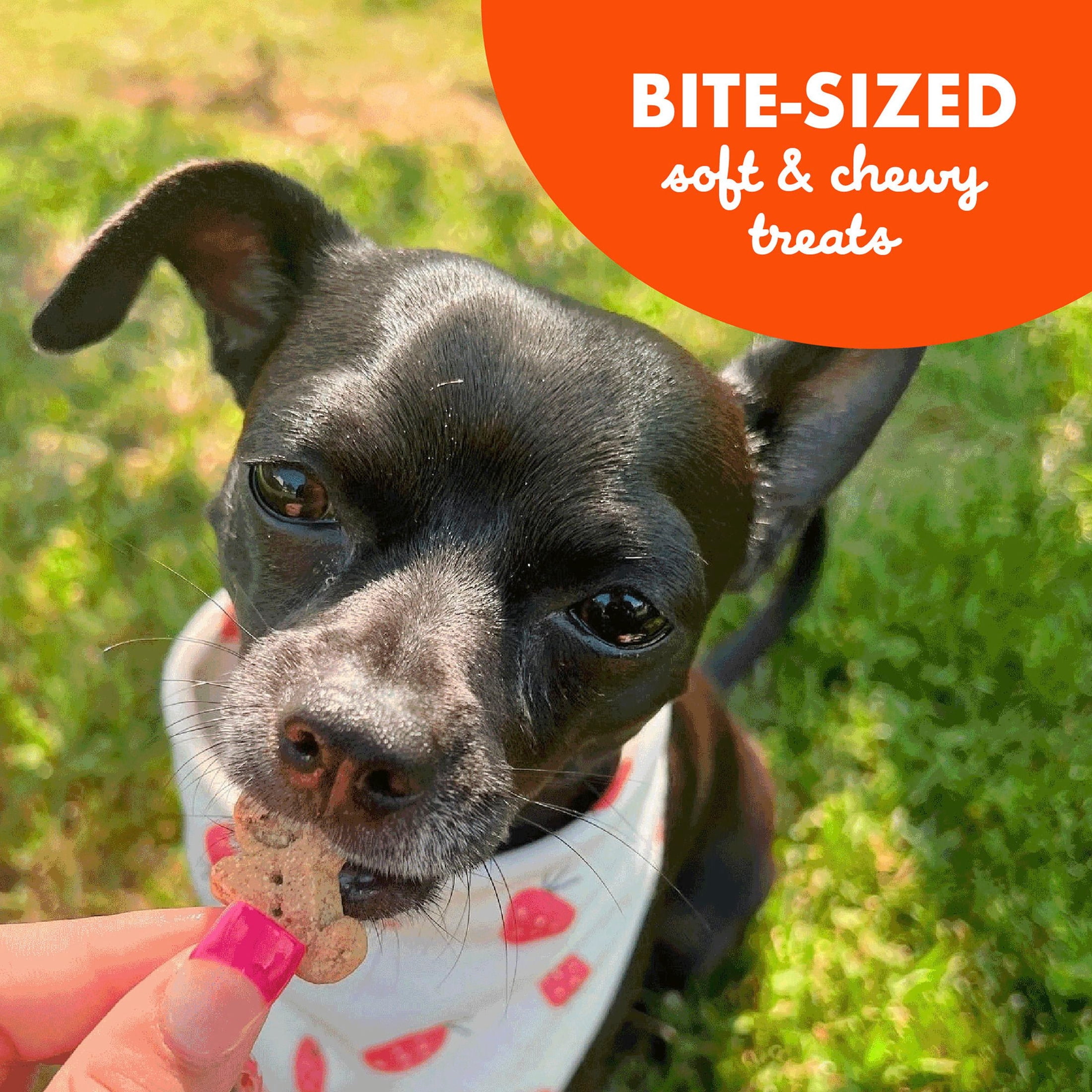 (6 pack) Buddy Biscuit Softies 6 oz. Bag, Soft & Chewy, Natural Peanut Butter Flavor Dog Treats, Oven