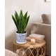 thumbnail image 3 of Planta de Serpiente Artificial Briful con Maceta Azul y Blanca, 3 of 6