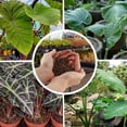 thumbnail image 2 of Gardenera Labs Premium Alocasia Plant Potting Mix - Crafted for Thriving Growth and Striking Elegance - 1 Quart, 2 of 6