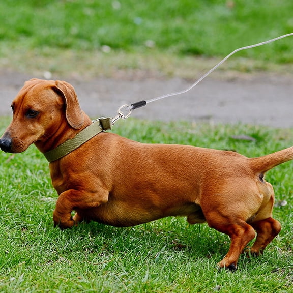 PTOOTP Steel Wire Pet Leash, Rustproof Outdoor Dog Leash for Walking, Training, and Safety
