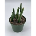 thumbnail image 3 of Stapelia Similis, Similar Stapelia, 4 inch Pot, Black Starfish Flower, Rare Huernia, 3 of 9
