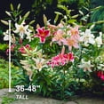 thumbnail image 4 of Garden State Bulb Oriental Lily Mixed Flower Bulbs, Spring Planting (Bag of 10), 4 of 8