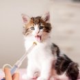 thumbnail image 3 of BeesClover Distributeur de Médicaments pour Animaux Multifonction Réutilisable Type Push-Food pour Chiens Chats, 3 of 9