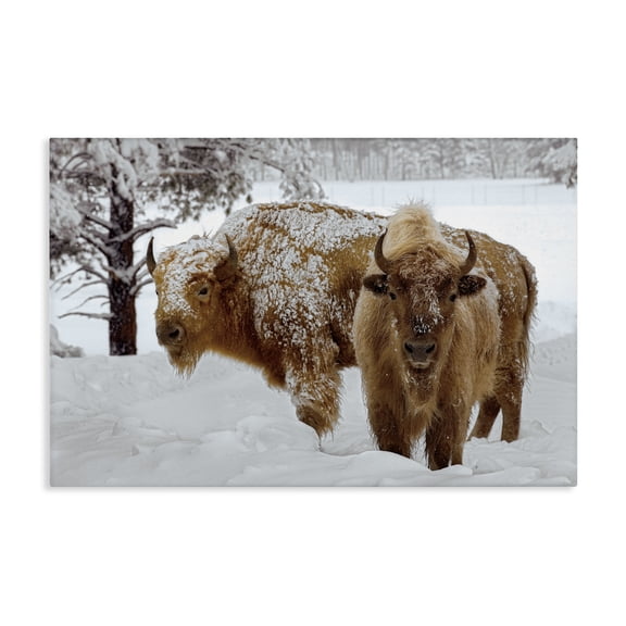 Stupell Industries Winter White Bison Canvas Wall Art design by Mike Jones, 16 x 24