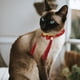 thumbnail image 5 of Collar para Mascotas jinwen Adorable Gato Pajarita de Navidad Bufanda de Año Nuevo rojo, 5 of 8