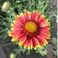 thumbnail image 6 of TomorrowSeeds - Perennial Blanket Flower Seeds - 1200+ Count - For 2025 Planting Gaillardia Aristata, 6 of 10