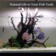thumbnail image 5 of Driftwood majoywoo, natural, grande, para reptiles de acuario, 30 galones o más, 5 of 6